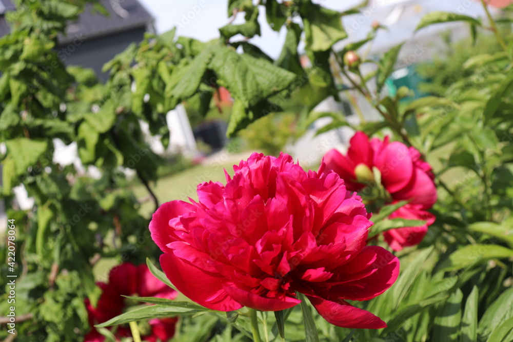 red and white flowers red and white flowers