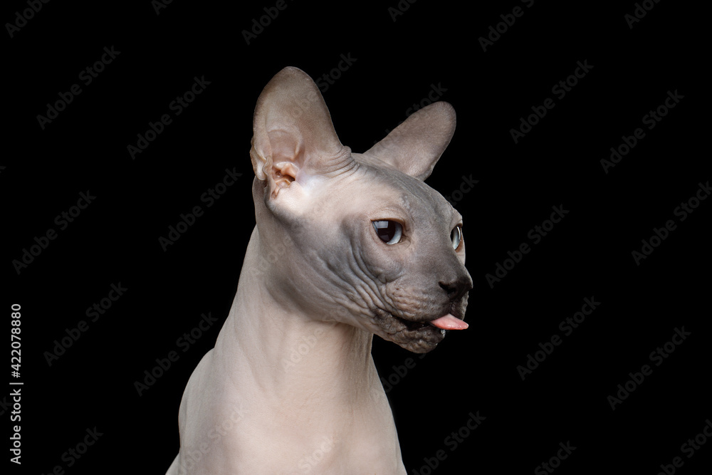 Funny portrait of Sphynx Cat with tongue looking at side on isolated black background