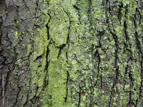 tree texture