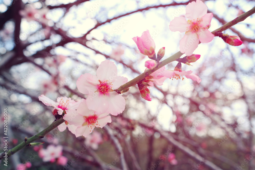 background of spring cherry blossoms tree. selective focus background of spring cherry blossoms tree. selective focus