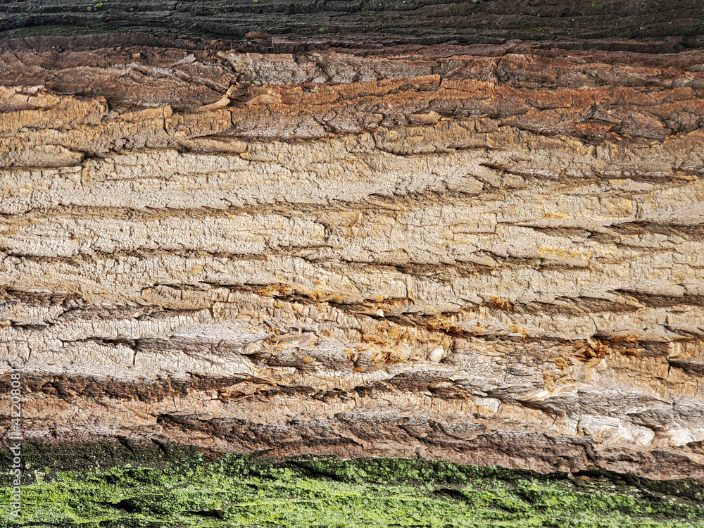bark texture bark texture
