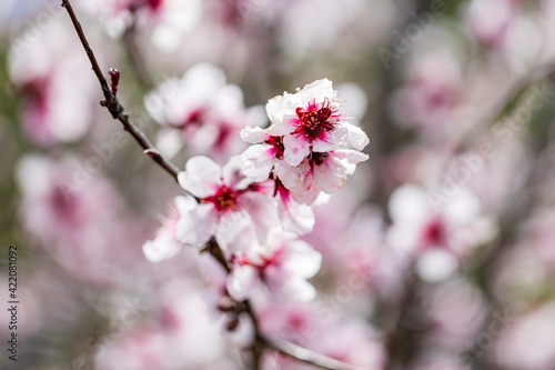 White-Pink Almond Blossom