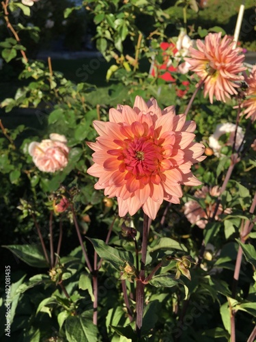 red dahlia flower