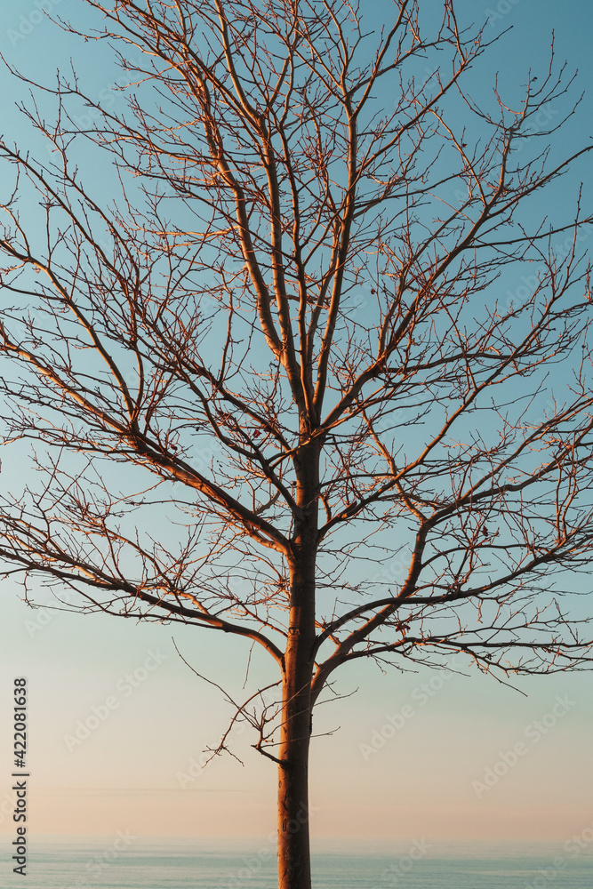 Silhouette of tree branches without leaves on a sky blue background. Silhouette of tree branches without leaves on a sky blue background.