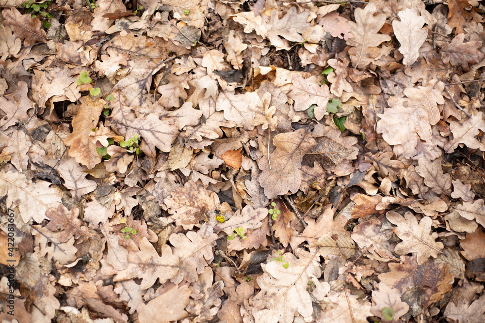 Texture of dried forest leaves. Organic fertilizer for plants. Compost background.