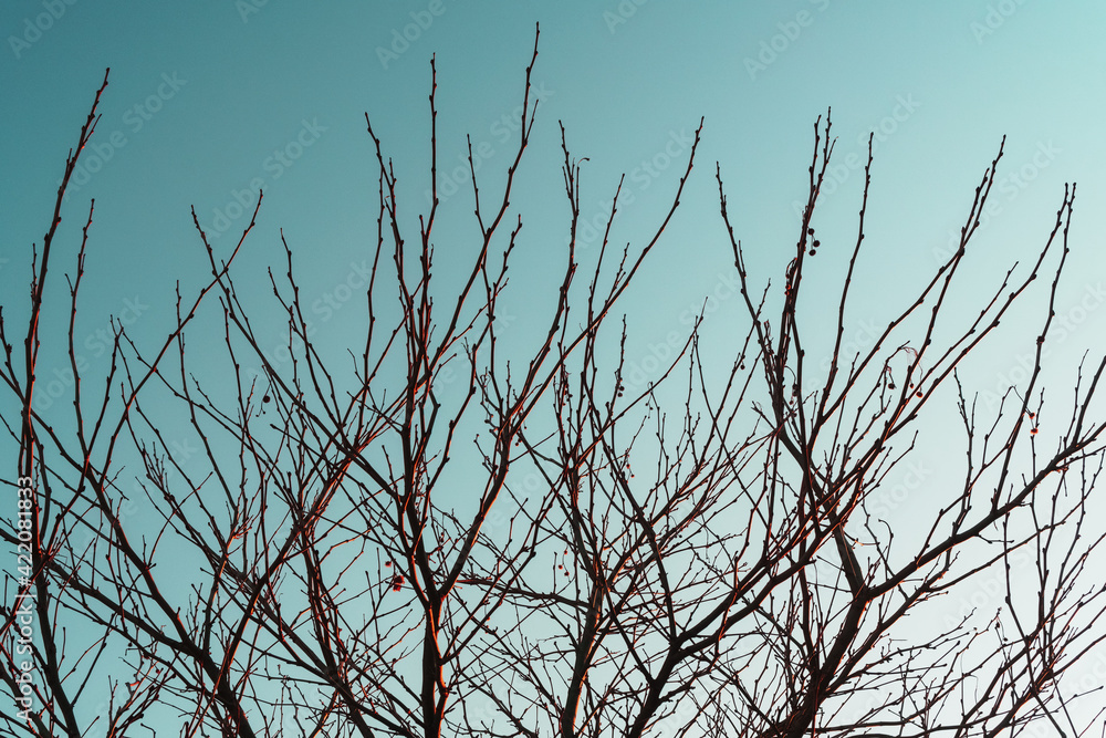 Silhouette of tree branches without leaves on a sky blue background. Silhouette of tree branches without leaves on a sky blue background.