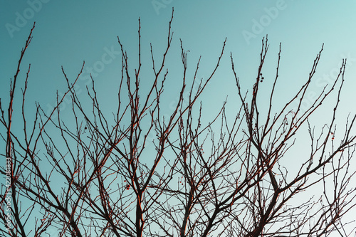 Silhouette of tree branches without leaves on a sky blue background.
