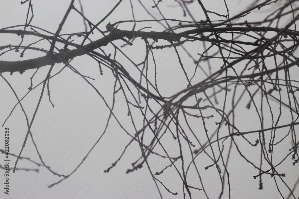 tree, winter, sky, branch, nature, branches, snow, cold, white, forest, plant, abstract, blue, silhouette, wood, bare, season, black, trees, ice, wire, bush, fence, spring, sharp tree, winter, sky, branch, nature, branches, snow, cold, white, forest, plant, abstract, blue, silhouette, wood, bare, season, black, trees, ice, wire, bush, fence, spring, sharp