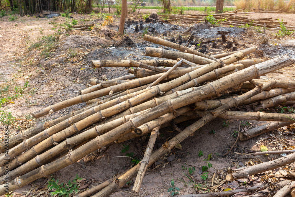 A pile of bamboo laying used to support vegetable gardening in rural area, a pile of old bamboo pieces. A pile of bamboo laying used to support vegetable gardening in rural area, a pile of old bamboo pieces.