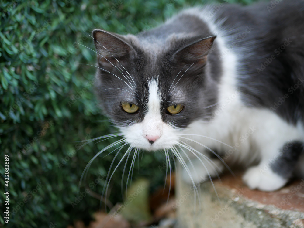 Chat croisé persan gris et blanc, en balade dans le jardin