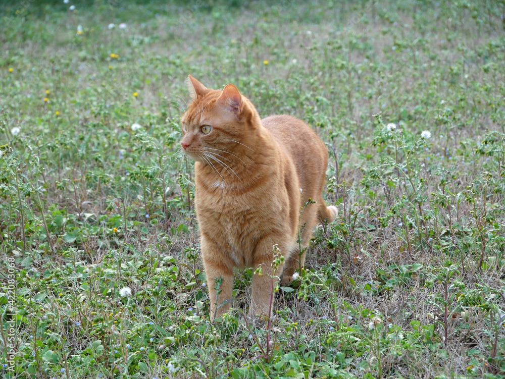 Chat tigré roux dans un jardin