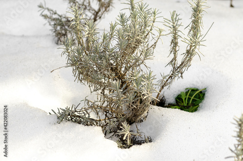 Young lavender bushes in winter ass under the snow photo