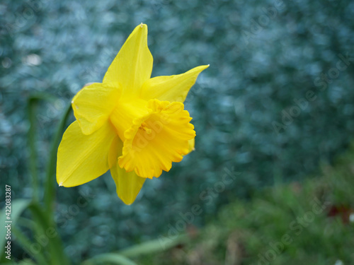 Jonquille jaune photo