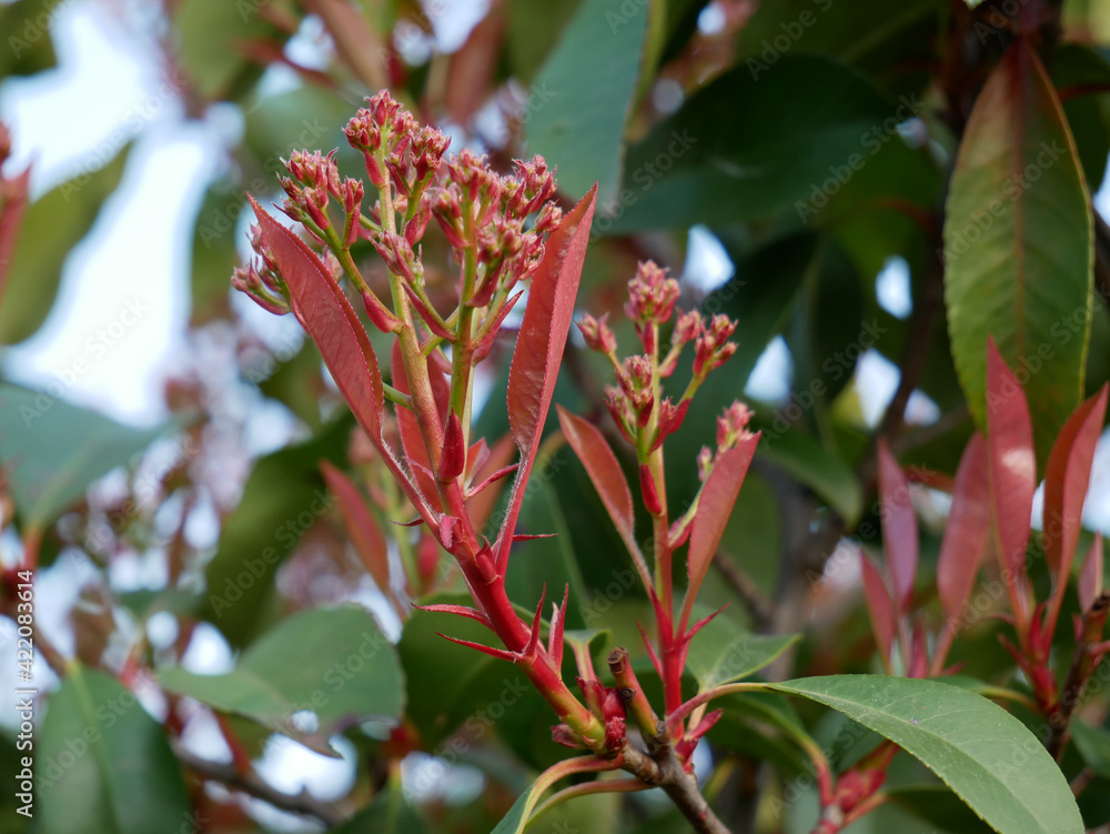 Photinia fraseri en floraison - printemps