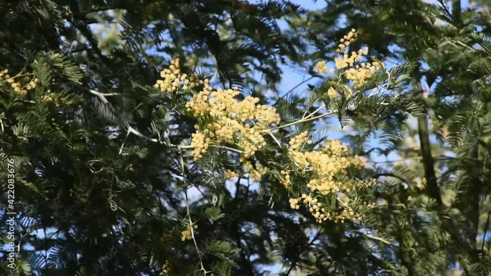 Background with branches and flowers of mimosa (acacia dealbata) swinging in the wind Background with branches and flowers of mimosa (acacia dealbata) swinging in the wind