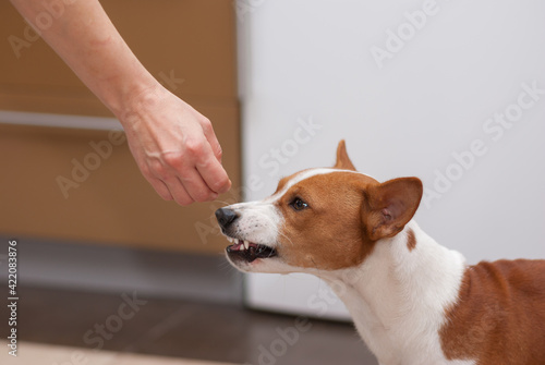 Young basenji dog is snarling when perfume smelling human hand spoke to its snout