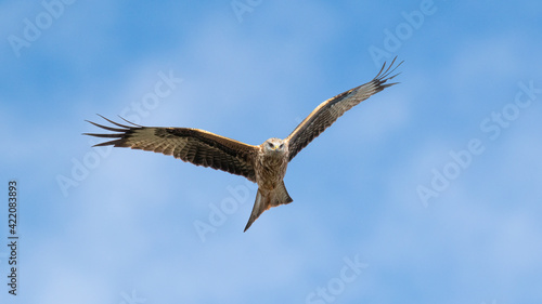 Red Kite in flight