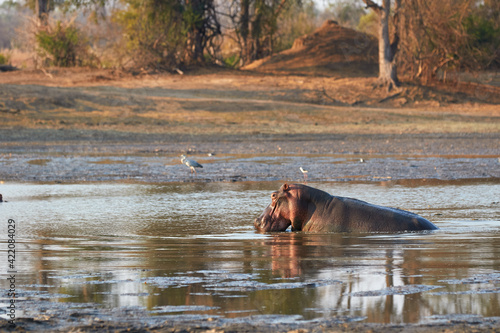 Hippo in a mud-pool in Mana Pools