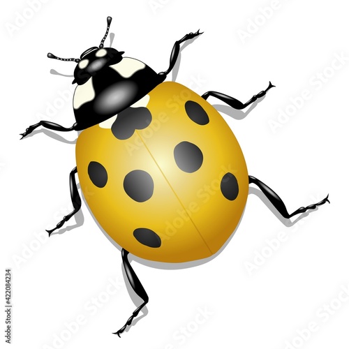 Coccinelle jaune sur fond blanc 