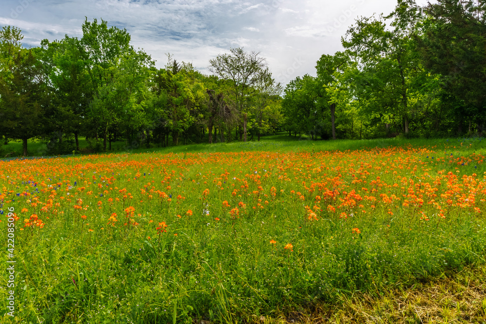 Hill Country Blue Bonnets and Wildflowers