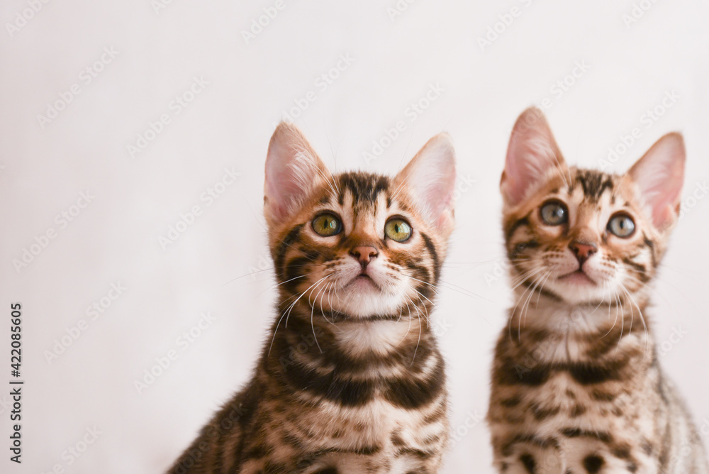 Two Bengal kittens. Close-up portrait on white background