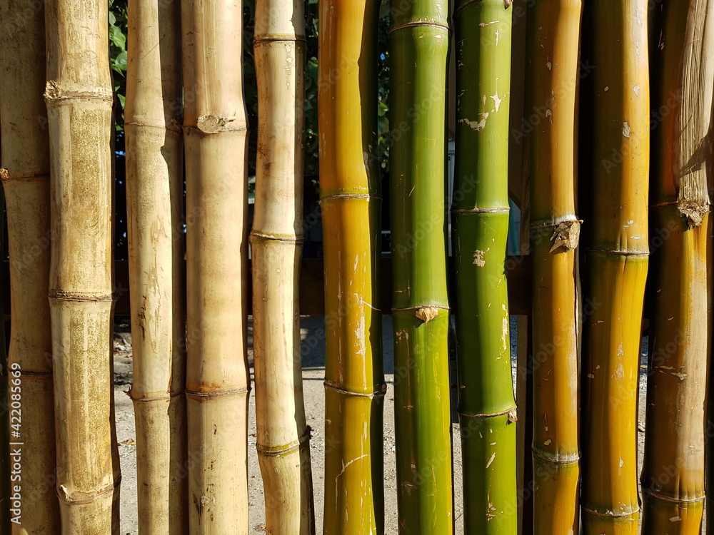 Fond de bambous naturels rectilignes et verticaux, verts, secs ou grisés avec noeuds apparents Fond de bambous naturels rectilignes et verticaux, verts, secs ou grisés avec noeuds apparents