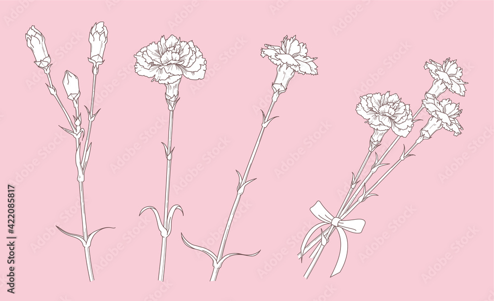 手描き風のカーネーションのイラスト ペン画 Stock Vector Adobe Stock