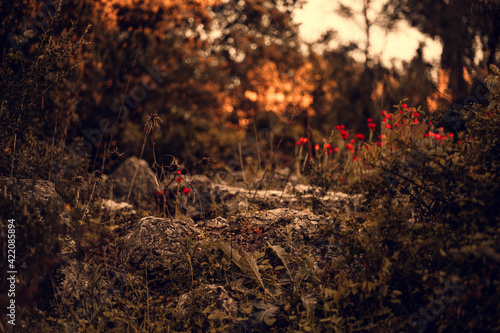 forest