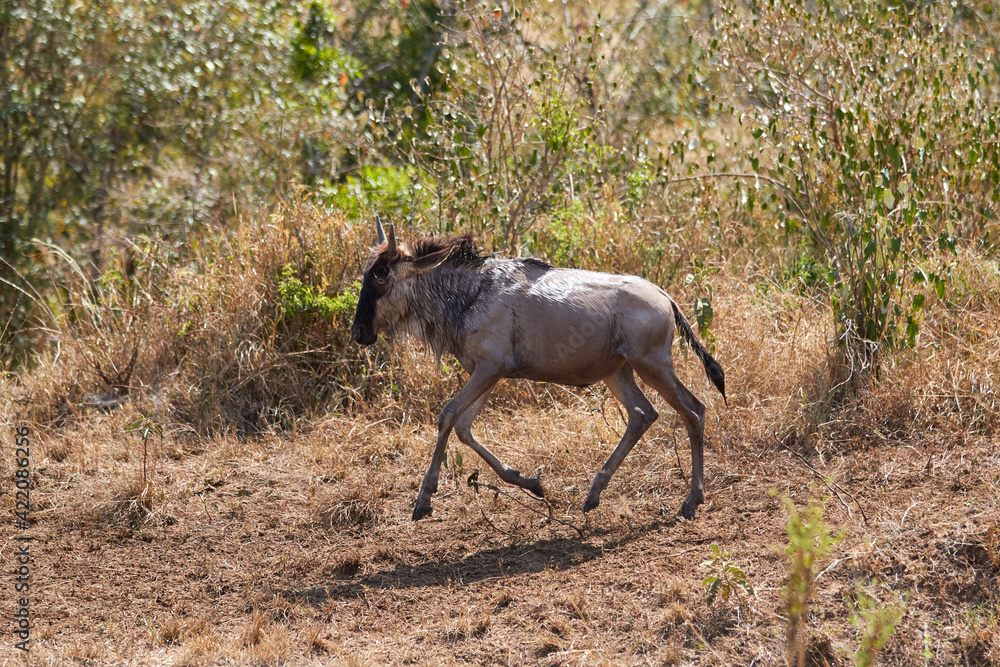 Fototapeta premium A young wildebeest in Masai Mara