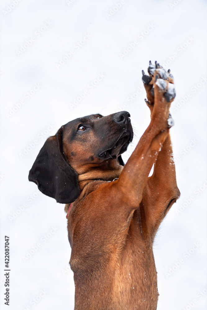 Funny bavarian mountain hound dog training tricks at winter nature on snow