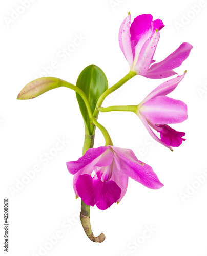 Pink-purple orchid flowers blooming branches with green leaves on isolated white background.Floral object clipping path.