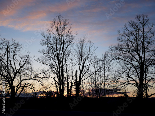 Magnifique coucher de soleil avec silhouettes d arbres - Dr  me  26   Auvergne-Rh  ne-Alpes