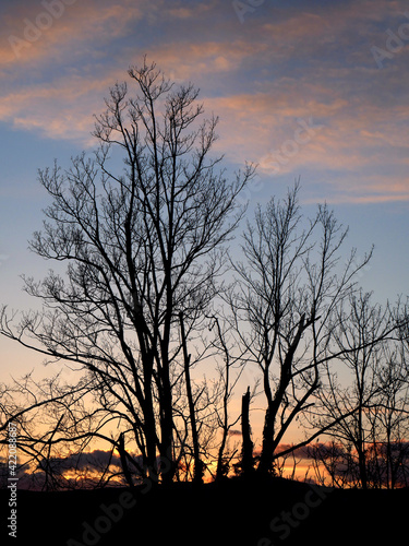 Magnifique coucher de soleil avec silhouettes d arbres - Dr  me  26   Auvergne-Rh  ne-Alpes