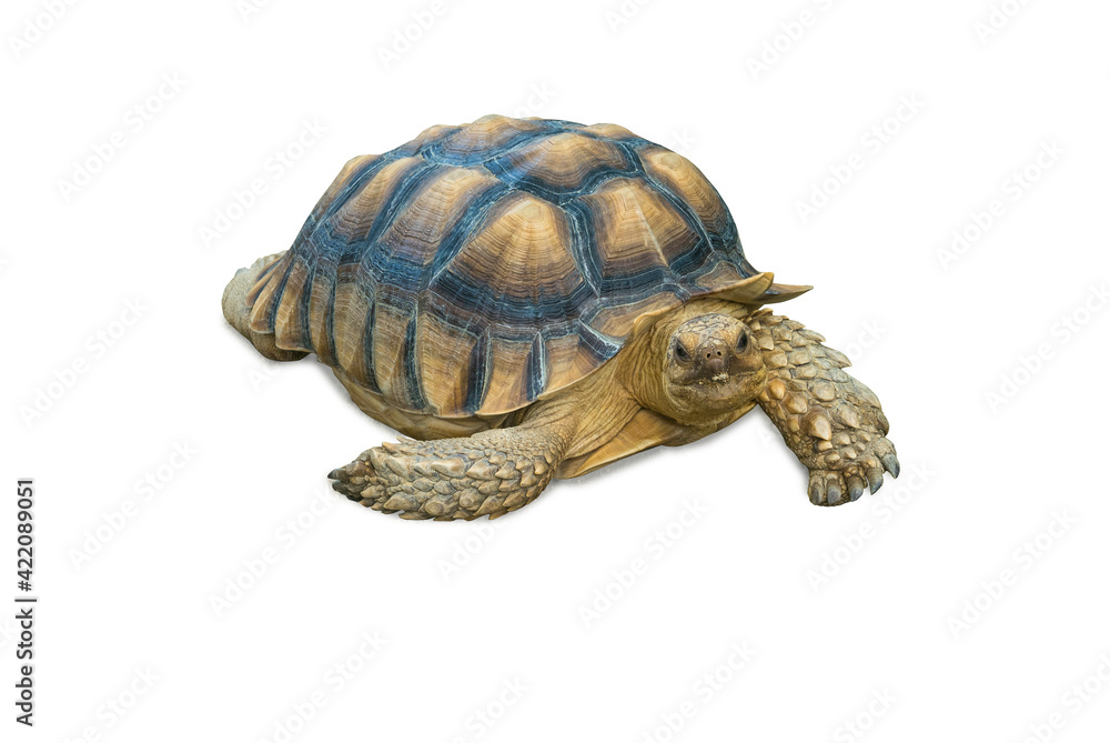 Naklejka premium Turtle isolated on a white background.