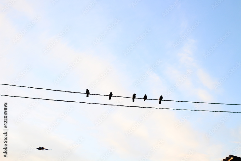 Birds on power lines wires. Black Crow Raven against Blue Sky Clouds Birds on power lines wires. Black Crow Raven against Blue Sky Clouds