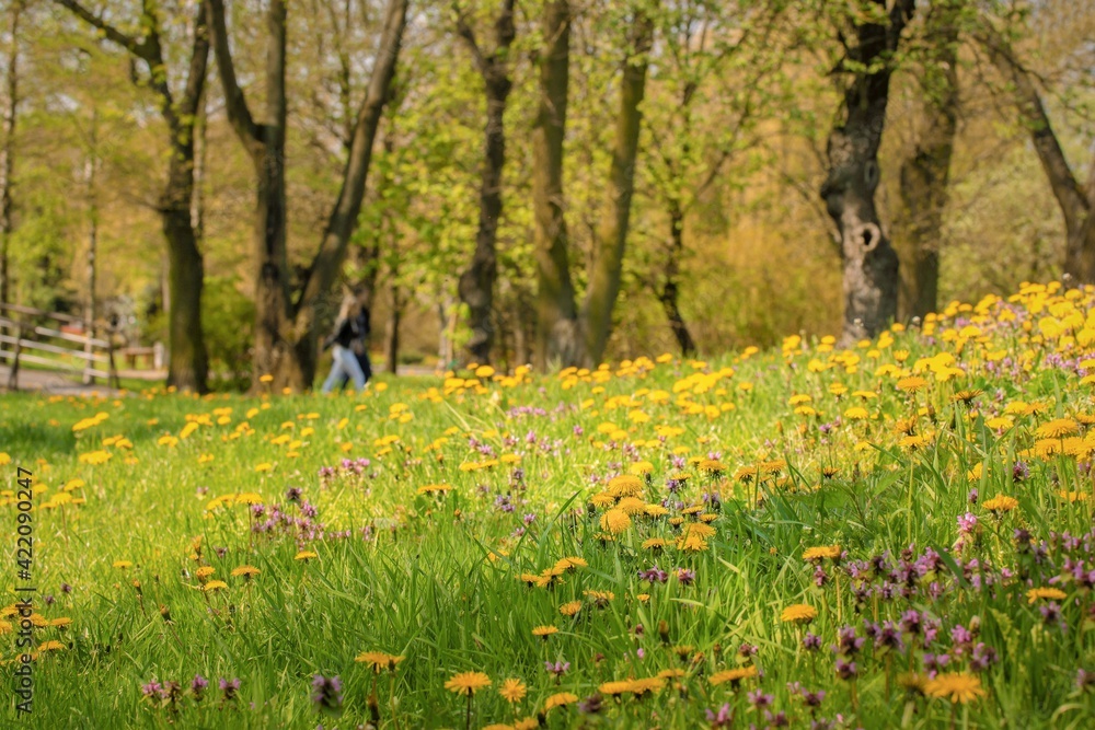 Obraz premium spring in the park