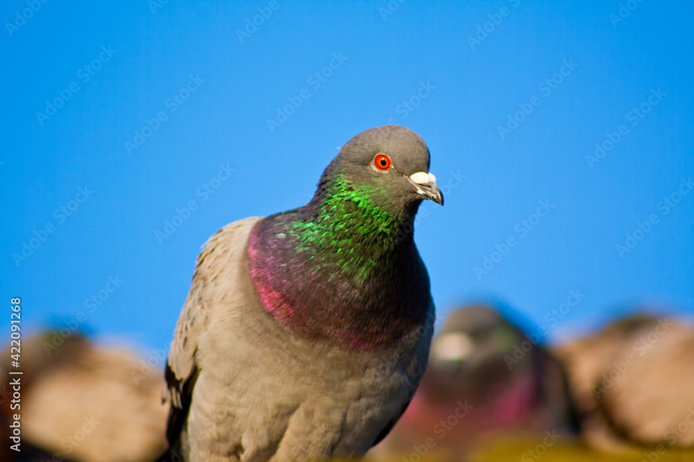 This is a Hill Pigeon photographed on Tybee Island Pier in Georgia. This is a Hill Pigeon photographed on Tybee Island Pier in Georgia.