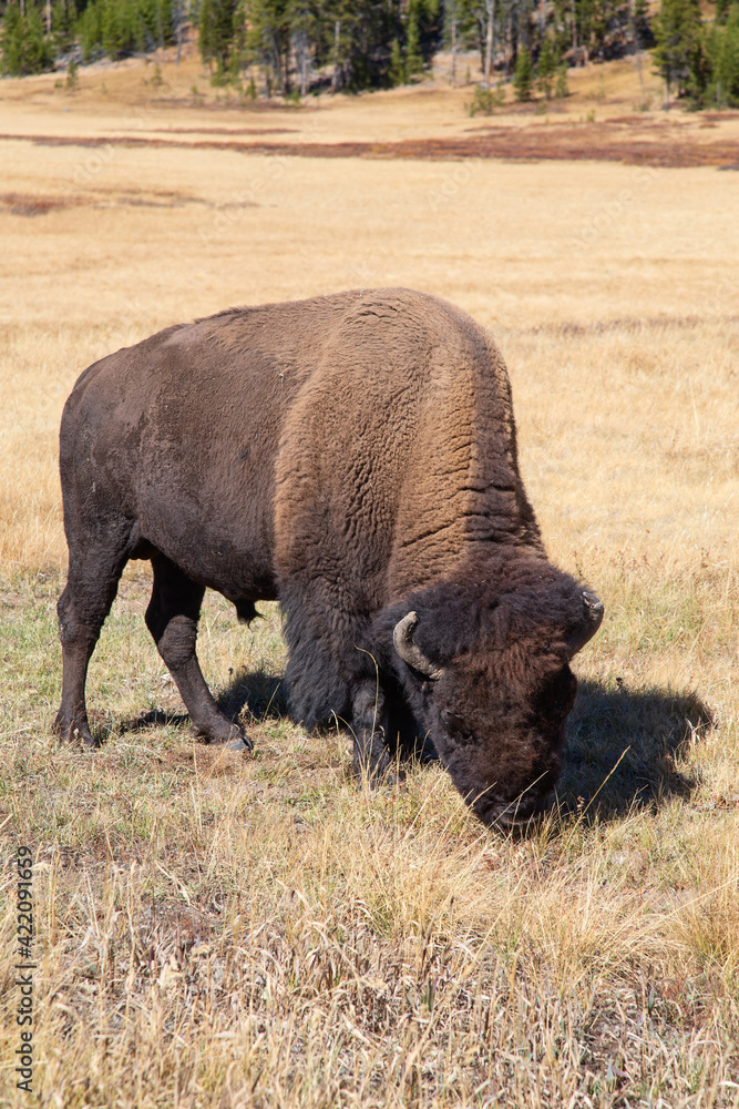 Bison Bison