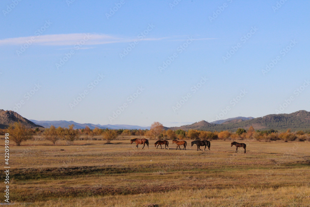 Herd of wild horses grazing on autumn meadow. Mares Stallions and Foals multicolored flock of dark Bay, Chestnut, Dun, Black, Dapple Gray, white colors of fur. River, mountain, yellow scenic view