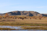 Herd of wild horses grazing on autumn meadow. Mares Stallions and Foals multicolored flock of dark Bay, Chestnut, Dun, Black, Dapple Gray, white colors of fur. River, mountain, yellow scenic view