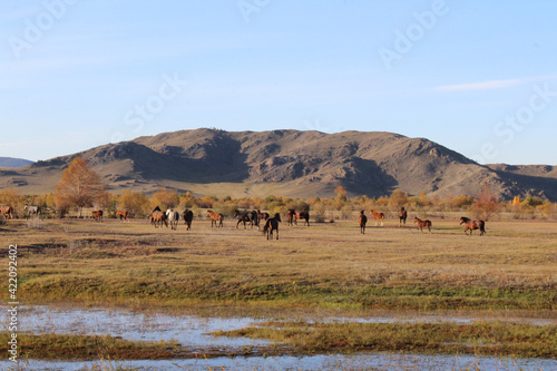 Herd of wild horses grazing on autumn meadow. Mares Stallions and Foals multicolored flock of dark Bay, Chestnut, Dun, Black, Dapple Gray, white colors of fur. River, mountain, yellow scenic view © Tungalag