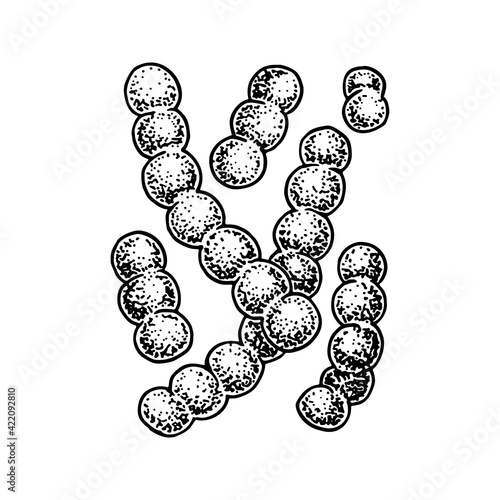 Hand drawn probiotic lactococcus bacteria. Good microorganism for human health and digestion regulation. Vector illustration in sketch style