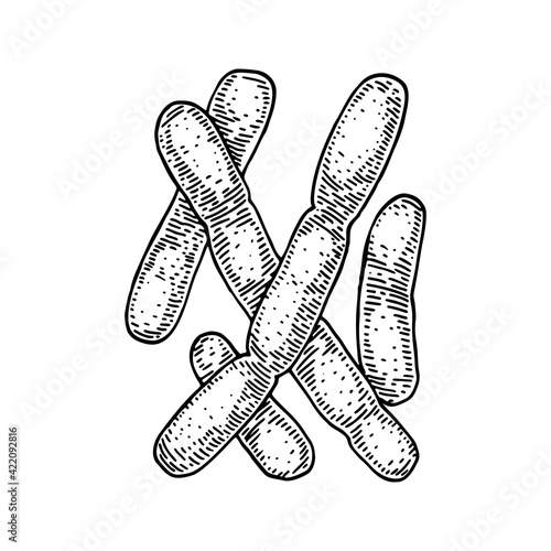 Hand drawn probiotic lactobacillus bacteria. Good microorganism for human health and digestion regulation. Vector illustration in sketch style