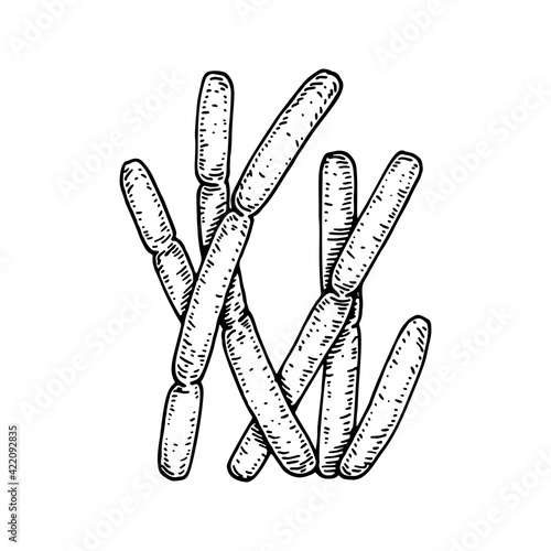 Hand drawn probiotic bulgaricus bacteria. Good microorganism for human health and digestion regulation. Vector illustration in sketch style