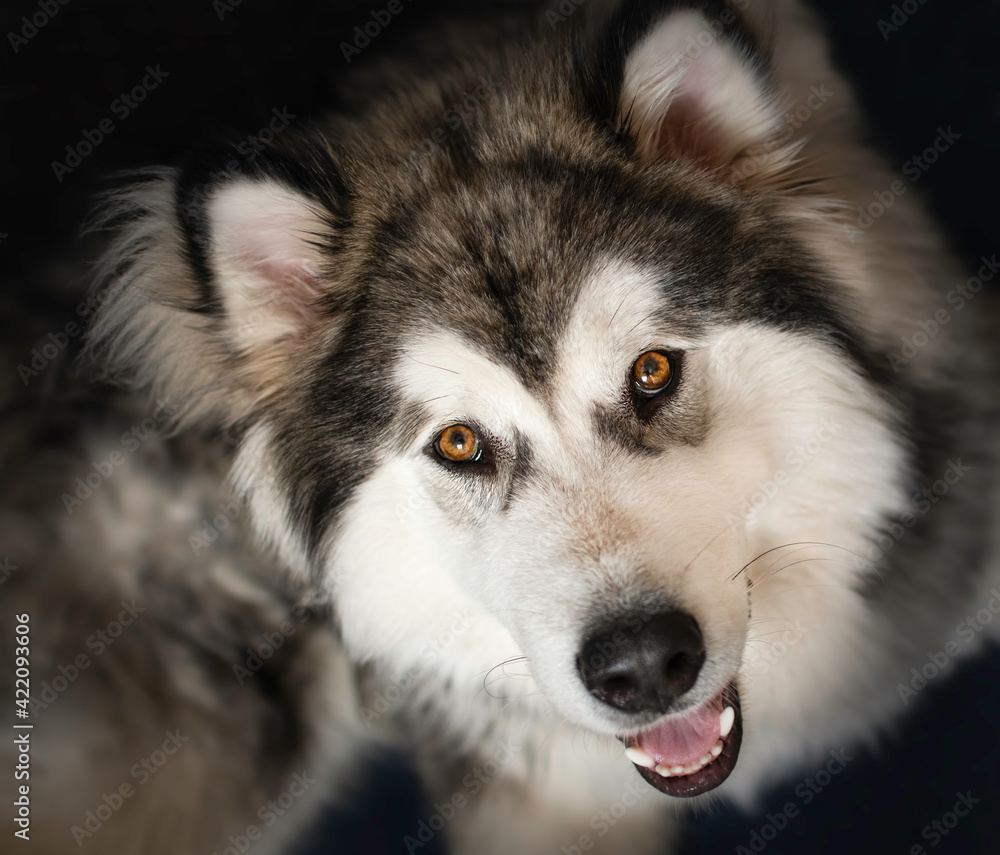 A funny Alaskan Malamute puppy smiling at the camera. Bright brown eyes, fluffy hair and happy dog. Selective focus on the eyes, blurred background. A funny Alaskan Malamute puppy smiling at the camera. Bright brown eyes, fluffy hair and happy dog. Selective focus on the eyes, blurred background.