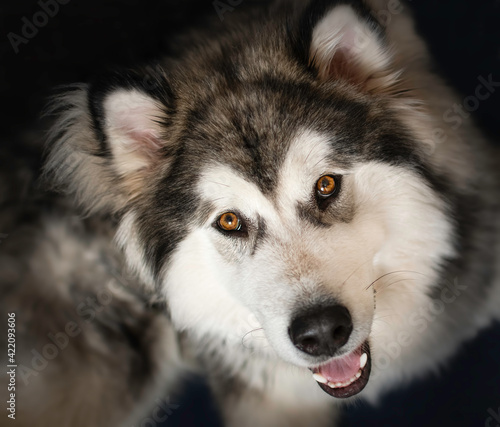 A funny Alaskan Malamute puppy smiling at the camera. Bright brown eyes, fluffy hair and happy dog. Selective focus on the eyes, blurred background.