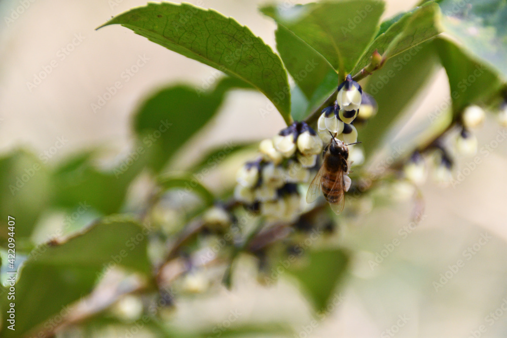 ヒサカキの花にとまる蜜蜂 ヒサカキの花にとまる蜜蜂