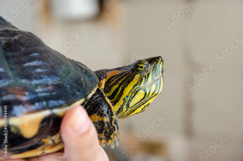 close up on turtle head profile view