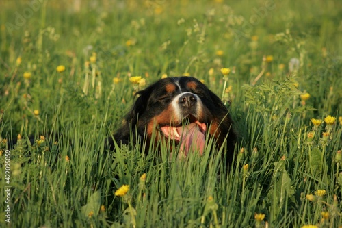 Bernese mountain dog in the grass