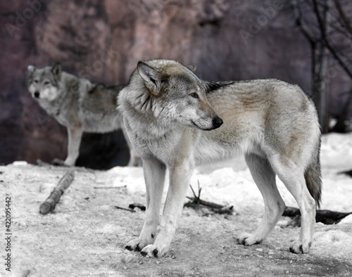 Couple of Eurasian wolves  Canis lupus lupus  in early spring.  Focus on head 